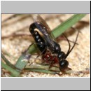 Methocha ichneumonides - Trugameise 01e 8-10mm Paarung.jpg